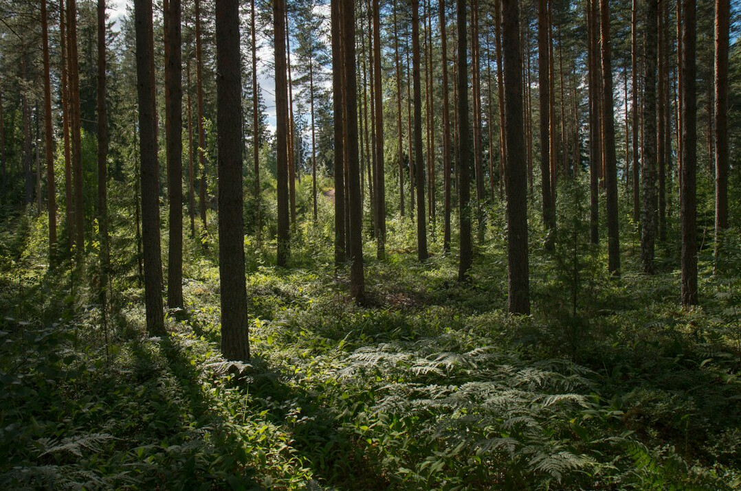 sustainable forest