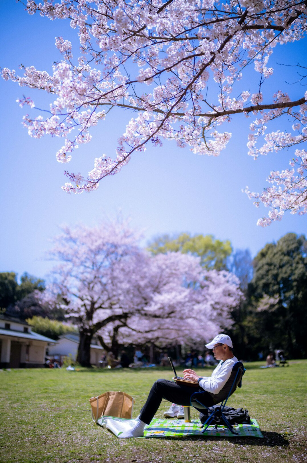 person using laptop in nature