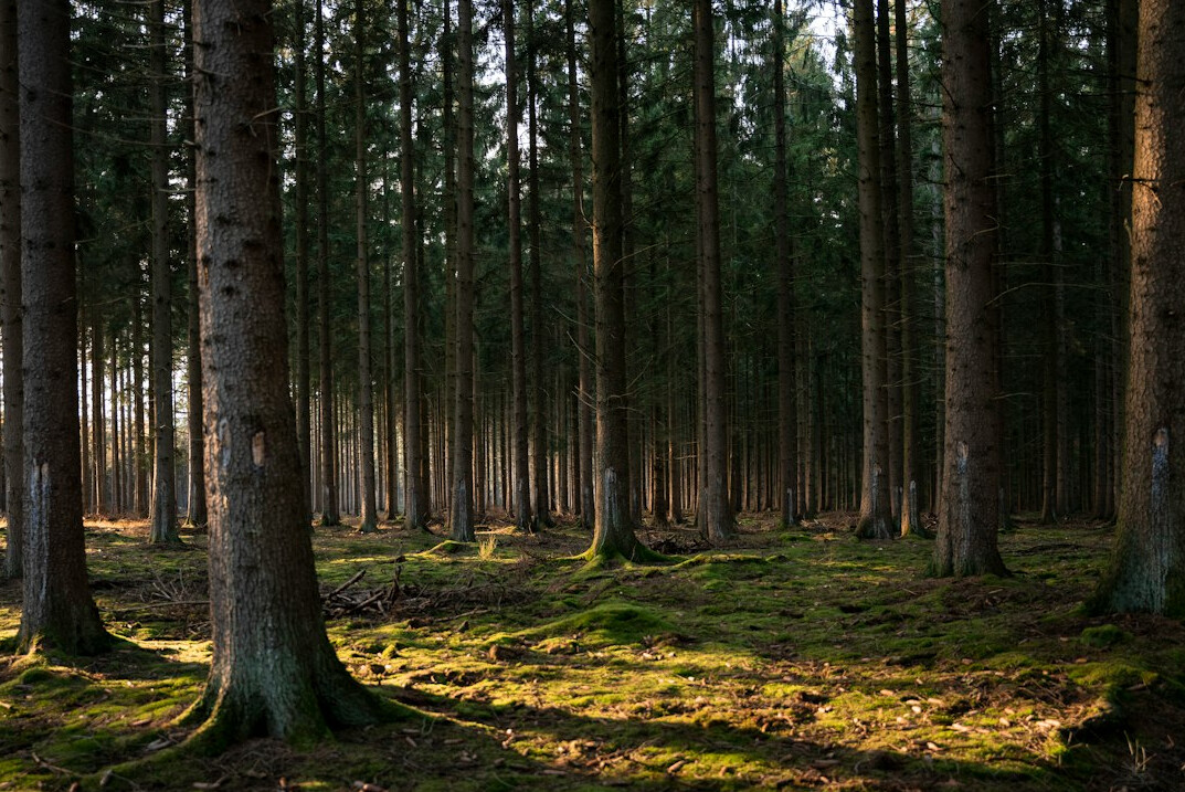 green files in forest
